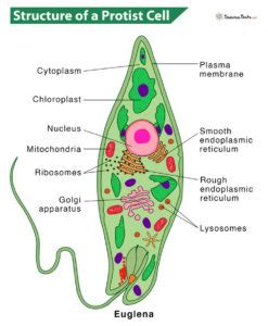 how are protista similar to bacteria 1 point